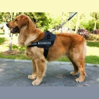 arnes anti tirones para perros