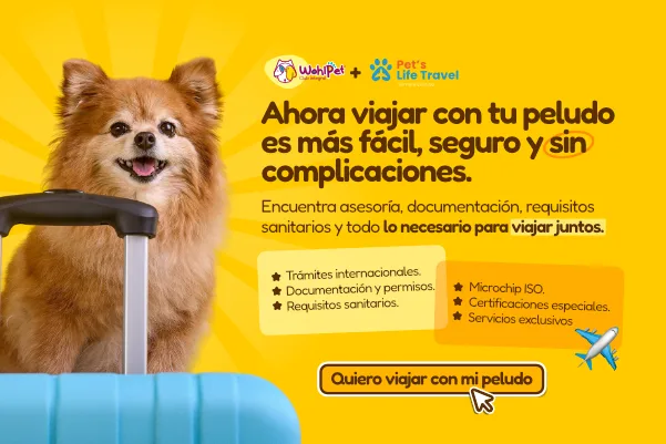 viajes con mascotas